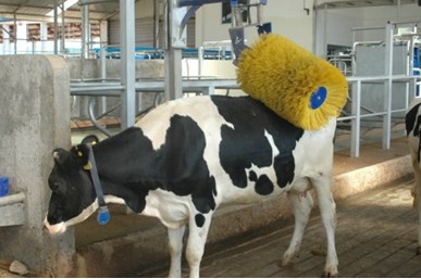 从神户牛肉到最幸福奶牛,动物福利也很牛!-行业速递-中国食品招商网