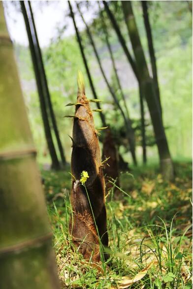 倪永培:迎驾打造中国生态白酒第一品牌