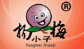 杨梅小子